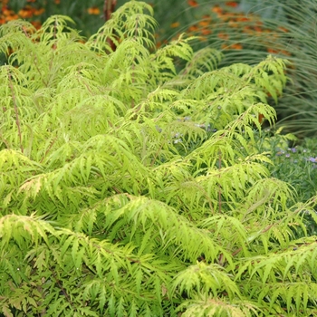 Rhus typhina - 'Tiger Eyes®' Cutleaf Staghorn Sumac