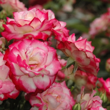 Rosa 'Meisponge' (Rose) - Cherry Parfait™ Rose Rosa 'Meisponge' (Rose) - Cherry Parfait™ Rose