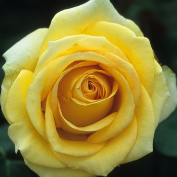 Rosa - 'St. Patrick' Rose