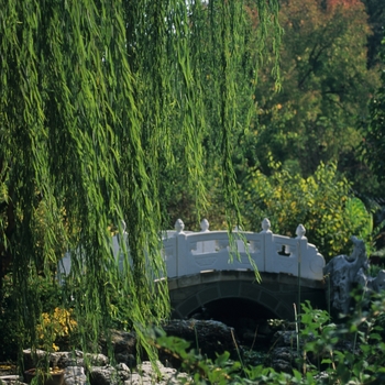 Salix babylonica - Weeping Willow Salix babylonica - Weeping Willow