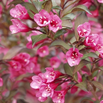 Weigela florida - Wine & Roses®