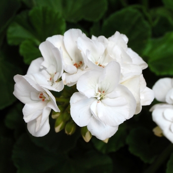 Pelargonium x hortorum - ''Survivor White'' Zonal Geranium