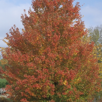 Acer rubrum 'Franksred' (Red Maple) - Red Sunset® Red Maple