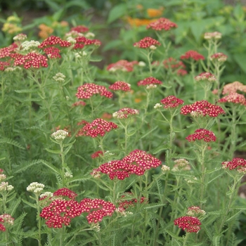 Achillea millefolium 'Paprika' (Yarrow) - Paprika Yarrow