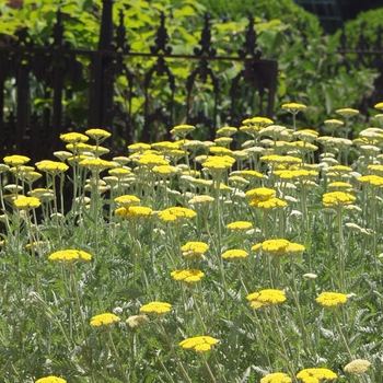 Achillea 'Coronation Gold' (Yarrow) - Coronation Gold Yarrow