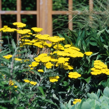 Achillea millefolium 'Moonshine' (Yarrow) - Moonshine Yarrow