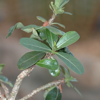 Adenium obesum (Desert Rose) - Desert Rose Adenium obesum (Desert Rose) - Desert Rose