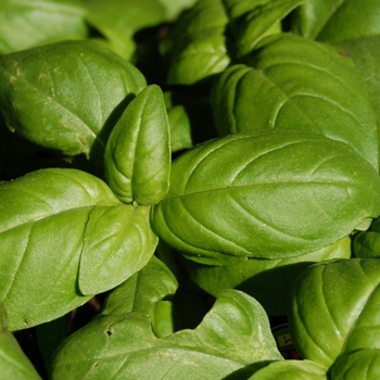 Ocimum basilicum (Sweet Basil) - Sweet Basil