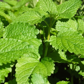 Melissa officinalis (Lemon balm) - Lemon balm