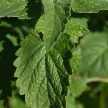 Nepeta cataria (Catnip) - Catnip