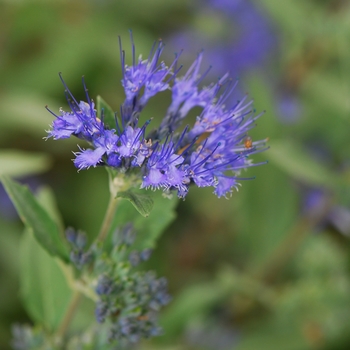 Caryopteris x clandonensis - 'Dark Knight' Bluebeard