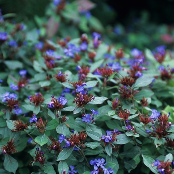 Ceratostigma plumbaginoides (Leadwort) - Leadwort