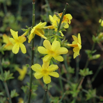 Jasminum nudiflorum - Winter Jasmine