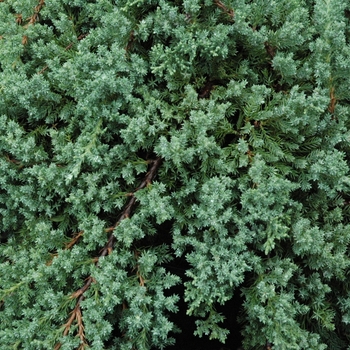 Juniperus procumbens - 'Nana' Japanese Garden Juniper