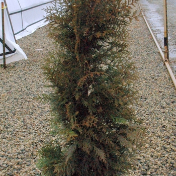 Thuja plicata ''Steeplechase'' PP16094 (Giant Arborvitae) - Steeplechase Giant Arborvitae