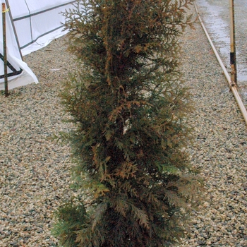 Thuja plicata ''Steeplechase'' PP16094 (Giant Arborvitae) - Steeplechase Giant Arborvitae Thuja plicata ''Steeplechase'' PP16094 (Giant Arborvitae) - Steeplechase Giant Arborvitae