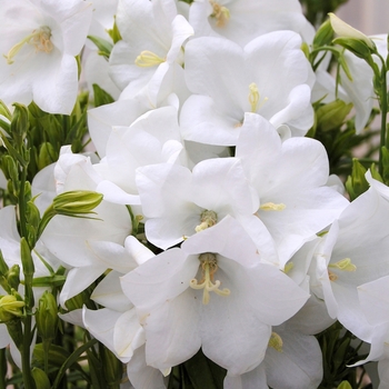 Campanula persicifolia 'Takion White' (Bellflower) - Takion White Bellflower