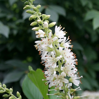 Clethra alnifolia - 'Sugartina®' Summersweet