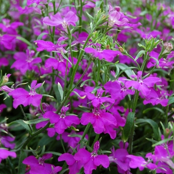 Lobelia erinus - Techno&reg; Violet