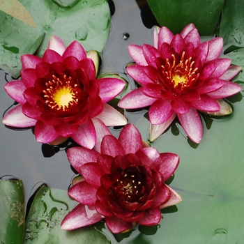 Nymphaea - 'Almost Black' Waterlily