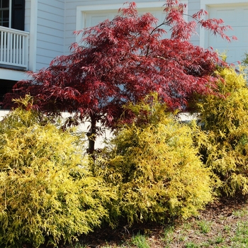 Chamaecyparis pisifera 'Golden Mop' (Japanese Falsecypress) - Golden Mop Japanese Falsecypress Chamaecyparis pisifera 'Golden Mop' (Japanese Falsecypress) - Golden Mop Japanese Falsecypress