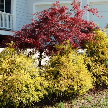 Chamaecyparis pisifera - 'Golden Mop' Japanese Falsecypress