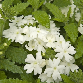 Verbena - Obsession&trade; 'White'