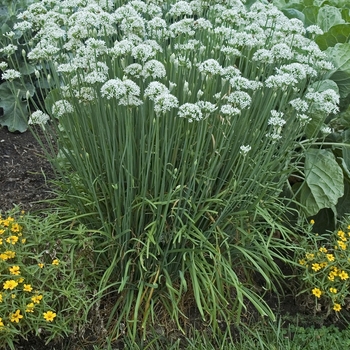 Allium tuberosum (Chives, Garlic) - Chives, Garlic