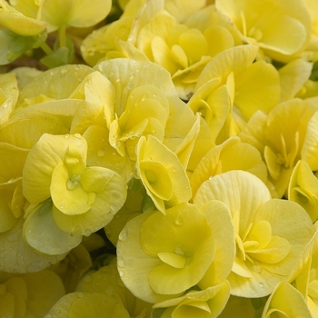 Begonia x hiemalis - 'Amstel Blitz' Rieger Begonia