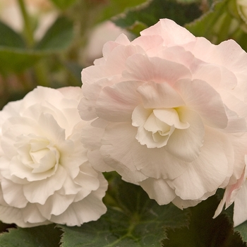 Begonia x tuberhybrida (Tuberous Begonia) - Nonstop® 'Appleblossom'