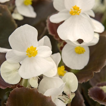 Begonia semperflorens (Wax Begonia) - Cocktail® Whiskey Begonia semperflorens (Wax Begonia) - Cocktail® Whiskey