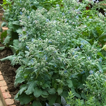 Borago officianalis (Borage, Blue) - Borage, Blue