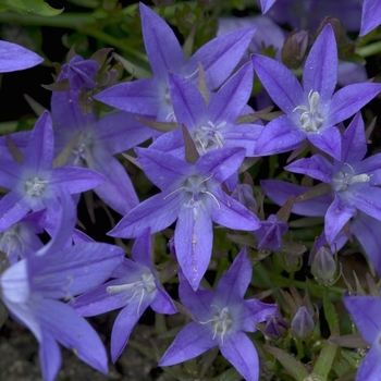 Campanula poscharskyana - 'Blue Waterfall&trade;' Serbian Bellflower