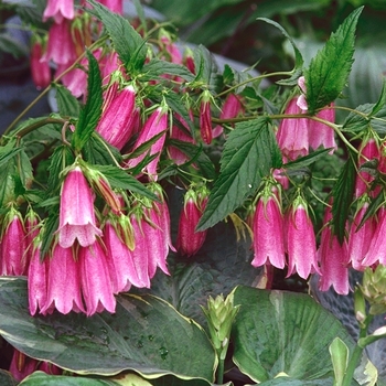 Campanula punctata 'Cherry Bells' (Bellflower) - Cherry Bells Bellflower