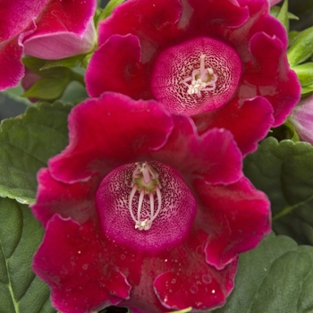 Sinningia speciosa - Red Gloxinia