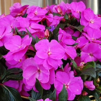 Impatiens hawkeri - 'Magnum Lavender' Magnum Lavender New Guinea Impatien