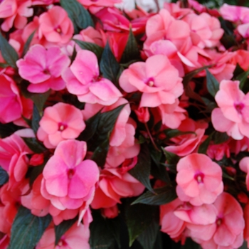 Impatiens hawkeri - 'Magnum Salmon' Magnum Salmon New Guinea Impatien