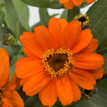 Zinnia - Profusion 'Orange' Zinnia - Profusion 'Orange'