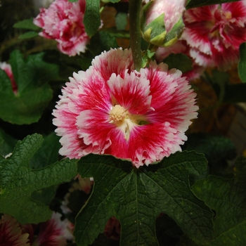 Alcea rosea 'Fiesta Time' (Hollyhock) - Fiesta Time Hollyhock