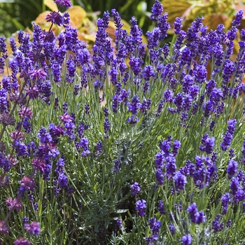 Lavandula angustifolia - 'Hidcote' Lavender