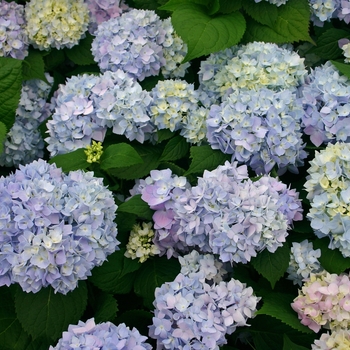 Hydrangea macrophylla - 'The Original' Bigleaf Hydrangea Hydrangea macrophylla - 'The Original' Bigleaf Hydrangea