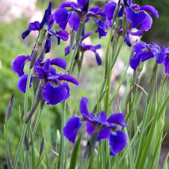 Iris sibirica 'Caesar's Brother' (Siberian Iris) - Caesar's Brother Siberian Iris