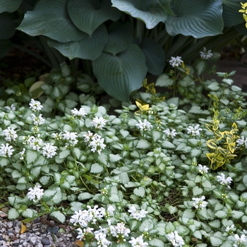 Lamium maculatum 'White Nancy' (Dead Nettle) - White Nancy Dead Nettle