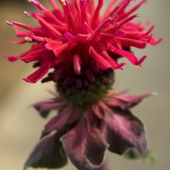 Monarda didyma 'Fireball' PP14,235 (Bee Balm) - Fireball Bee Balm