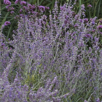 Perovskia atriplicifolia 'Little Spire' PP11643 (Russian Sage) - Little Spire Russian Sage