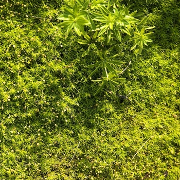 Sagina subulata 'Aurea' (Irish Moss) - Aurea Irish Moss