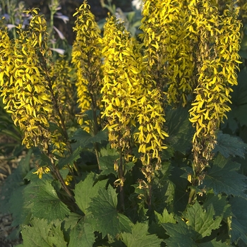 Ligularia stenocephala 'Little Rocket' (Leopard Plant) - Little Rocket Leopard Plant