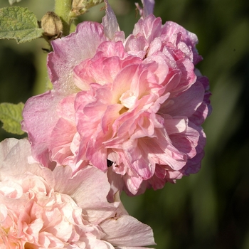 Alcea rosea - 'Peaches 'n' Dreams' Hollyhock