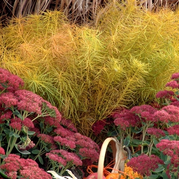 Amsonia hubrichtii - Threadleaf Blue Star