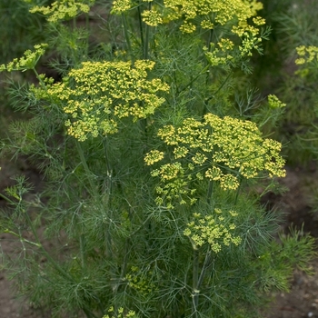 Anethum graveolens 'Fernleaf' (Dill) - Fernleaf Dill